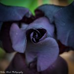 R81_9415-Iris.jpg