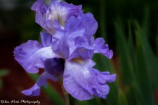 R81_9402-Iris.jpg