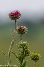 RD5_2660-Thistle.jpg