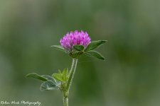 RD5_2718-Clover.jpg