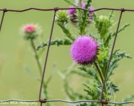 RD5_2718-Thistle.jpg