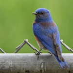 Bluebird6.jpg