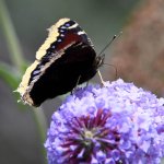 MourningCloak4.jpg