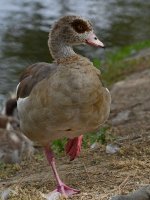 Goose3.jpg