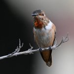 Hummer5.jpg