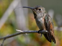 Hummer21.jpg
