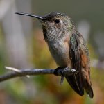 Hummer23.jpg