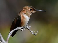 Hummer26.jpg