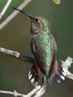 Hummer28.jpg