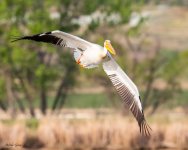 PelicanFlight-244.jpg