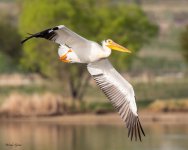PelicanFlight-242.jpg