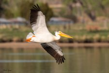 PelicanFlight-243.jpg