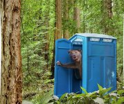 bear-pooping-in-woods-john-lund.jpg