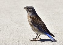 _ROY4035.jpg