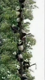 panda-2.jpg