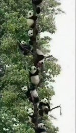 panda-2.jpg