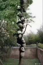 panda-3.jpg