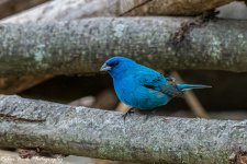 RD5_2554-Indigo Bunting.jpg