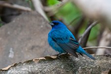 RD5_2575-Indigo Bunting.jpg