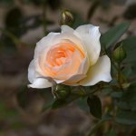 Rose.jpg