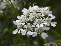 WhiteFlower.jpg