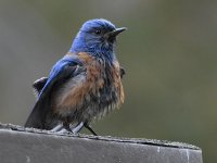 Bluebird.jpg