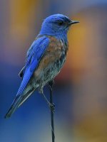 Bluebird3.jpg