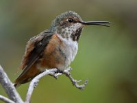 Hummer8.jpg