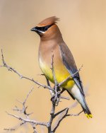 CedarWaxwing-242.jpg