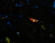 DSC_0032.jpg