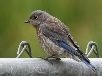 Bluebird2.jpg