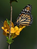 Monarch2.jpg