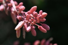 500_0046_LSh_sm.jpg