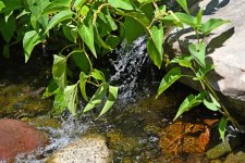 500_0050_LSh_cr_sm.jpg