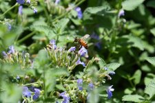 500_0082_LSh_cr_sm.jpg