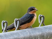 Swallow.jpg
