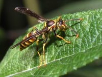 Wasp3.jpg