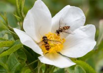 Wasps.jpg