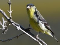 Goldfinch.jpg