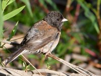 Junco.jpg