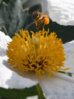 Bee.jpg