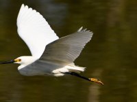 Egret.jpg