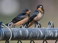 Swallow15.jpg