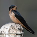 Swallow26.jpg