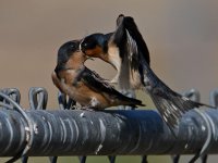 Swallow30.jpg
