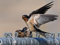 Swallow32.jpg
