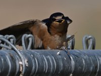 Swallow33.jpg