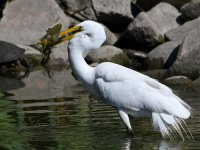 Egret.jpg