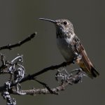 Hummer3.jpg
