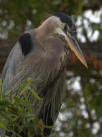 BlueHeron2.jpg